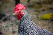 The male grey junglefowl (Gallus sonneratii). It is one of the wild ancestors of domestic fowl together with the red junglefowl and other junglefowls.
This species is endemic to India.