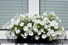 Beautifully Blooming Surfinias - Overhanging Petunias Of Pure White Color In A Flower Box On A Windowsill