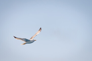 Wall Mural - White seagulls fly in the blue sunny sky above the crystal blue sea.