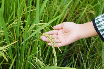 Wall Mural - Hands farming gently touches the young rice in the paddy field, holding hands in the warm sunlight.