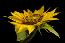 Sunflower Head On Black