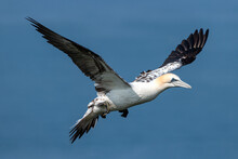 Immature Northern Gannet In Flight