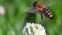 Africanized Bee Drinks Nectar On White Clover Flower Then Fly Away. - Macro