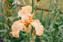 Gorgeous Inflorescence Of Soft Pink, Peach Flower Of Iris With Wavy Petals Blossoming In Garden. Nature And Spring, Gardening And Horticulture Concept. Soft Focus, Close Up