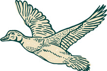 Vintage Illustration Of Flying Duck