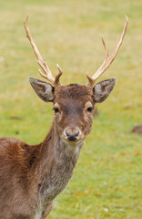Wall Mural - European deer in forest grazing 