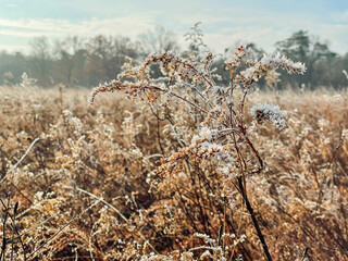 Wall Mural - Frost covered autumn leaves and pods 