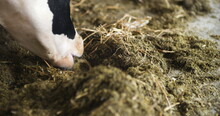 Cow Eating Hay In Farm Barn Agriculture. Dairy Cows In Agricultural Farm Barn.
