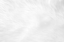 White Clean Wool Texture Background. Light Natural Sheep Wool. White Seamless Cotton. Texture Of Fluffy Fur For Designers. Close-up Fragment White Wool Carpet.