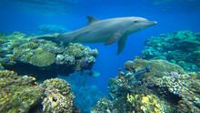Bottlenose Dolphin And Coral Reef