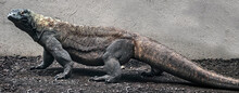 Komodo Dragon Walking In Its Enclosure. Latin Name - Varanus Komodoensis