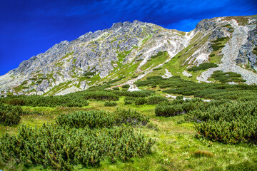 Wall Mural - Mountain pine and peaks at background