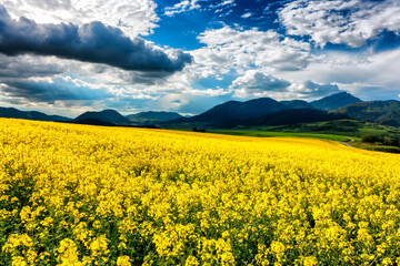 Wall Mural - Yellow flowers at rapeseed field and blue sky with clouds