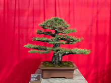 Scots Pine Bonsai Tree In Front Of Red Background
