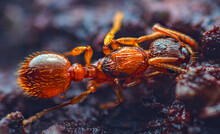 Myrmica Rubra, Also Known As The European Fire Ant Or Common Red Ant, Is A Species Of Ant Of The Genus Myrmica. European Fire Ant Myrmica Rubra Close Up