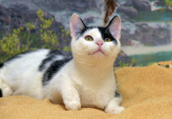 Wall Mural - white and black cute young cat