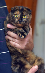 Sticker - cute tortoiseshell fold -eared cat