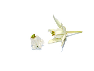 Wall Mural - Close up white Crown Flower, Giant Indian Milkweed, Gigantic on white background.