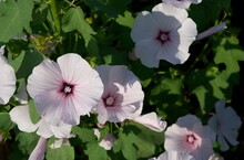 Petunia - A Decorative Flower Of Pale Pink Color, Grows In Large Numbers In A Flower Bed On A Sunny Summer Day. Horticulture And Greenhouse Concept.