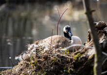 Female Canada Goose Resting While Incubating Its Eggs