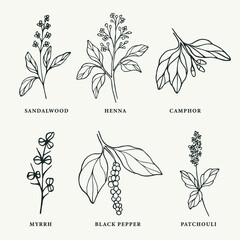 Line art medicinal and essential oil plants set