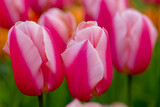 Fototapeta Tulipany - spring tulips
