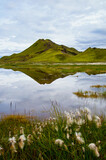 Fototapeta Tulipany - Iceland