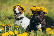 Two Dogs In Dandelions Outdoors In Spring Or Summer. National Dog Day. A Funny Dog Sits Among Flowers With A Wreath On His Head 