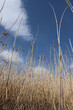 © Ladislava - reeds in the water