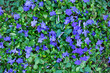  niebiesko fioletowe kwiaty, barwinek pospolity. Vinca minor