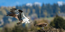 A Male Osprey Making A Final Approach Towards The Back Of A Female Bird On The Nest For The Purpose Of Mating