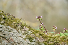 Deadnettle Lamium Purpureum On A Tree Trunk In The Forest In Springtime