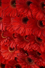 Red Gerbera Daisy Flowers Background