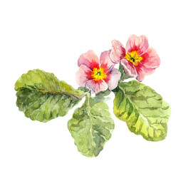 Wall Mural - Primula primrose pink flower. Watercolor botanical illustration