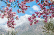 blühende Magnolie vor Berg mit Schnee und blauer Himmel. Magnolia, magnoliaceae