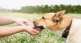Fototapeta Łazienka - Caring dog owner helps his dog to drink water in summer hot day outdoors