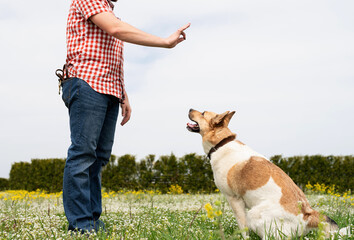 Wall Mural - Happy man plays with mixed breed shepherd dog on green grass