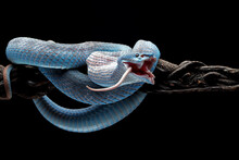 Blue Viper Snake On Branch With Black Background, Viper Snake Ready To Attack, Blue Insularis Snake Eating White Mouse, Animal Closeup