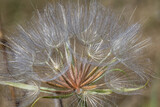 Fototapeta Dmuchawce - Srebrzysty dmuchawiec na brązowym tle