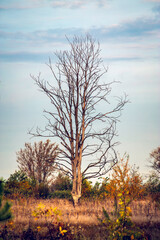 Dry tree in autumn field. Vertical picture.