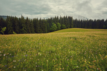 Wall Mural - Field of daisies blooming in the mountains