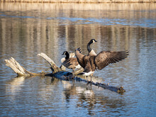 Canada Geese Resting On Tree Stump In A Lake