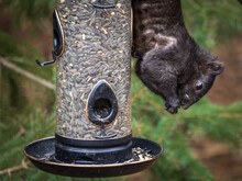 Black Squirrel Eating From Bird Feeder