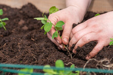 Two Hands Sowing Plants In Soil.