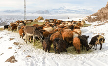 Flock Of Sheep And Donkey Eating Grass In Snowy Place