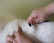the process of trimming with a knife for trimming a Jack Russell breed dog