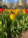 Fototapeta Tulipany - tulips in the park