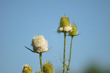 Closeup Of Cutleaf Teasel Green Seeds And Flower With Blue Sky On Background