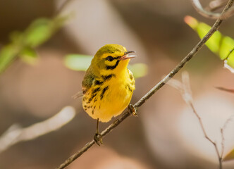 Wall Mural - A prairie warbler singing on a branch