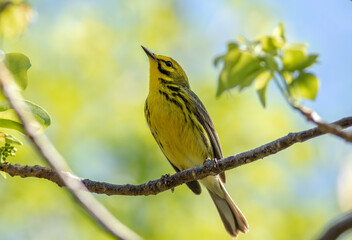 Wall Mural - A prairie warbler perched on a tree during spring migration. 